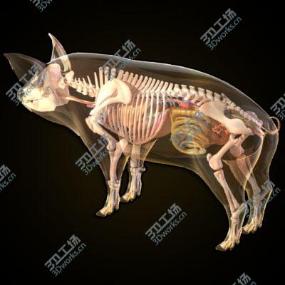 images/goods_img/20210312/Pig anatomy/3.jpg